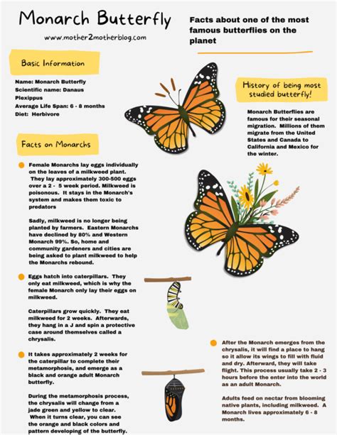 Kids can learn about the monarch butterfly at Camp Saratoga